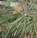 genus Pinus. Ветвь с шишками. Украина, г. Кривой Рог, ботанический сад. Январь 2013 г.