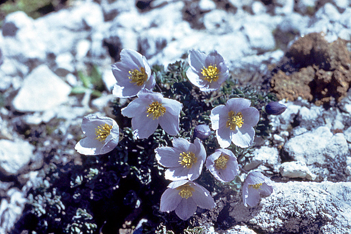 Image of Paraquilegia caespitosa specimen.