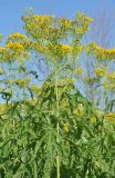 Senecio cannabifolius