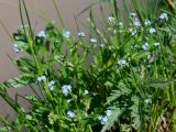 Myosotis cespitosa