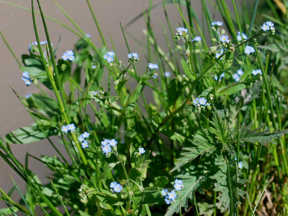 Изображение особи Myosotis cespitosa.