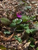 Lathyrus vernus