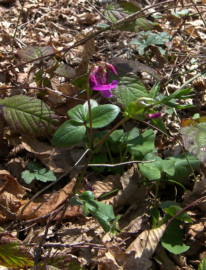 Изображение особи Lathyrus vernus.