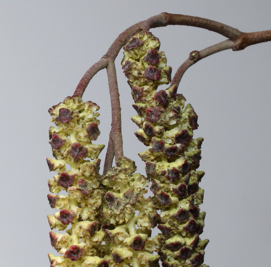 Image of Alnus glutinosa specimen.