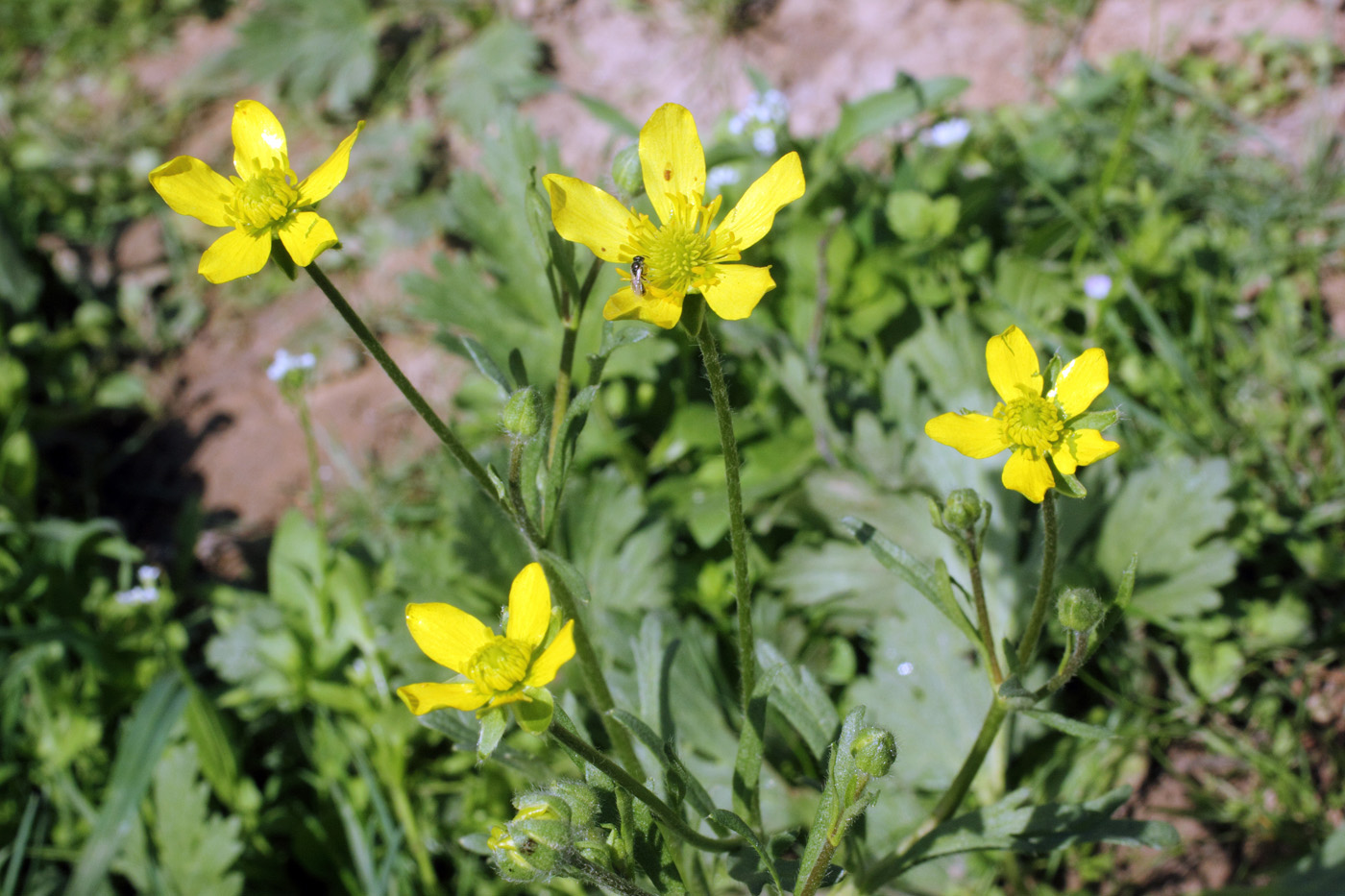 Изображение особи Ranunculus oxyspermus.