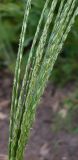 genus Digitaria