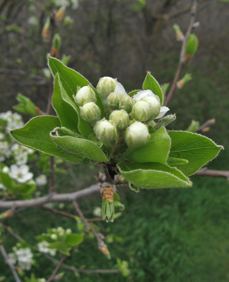 Image of Pyrus pyraster specimen.