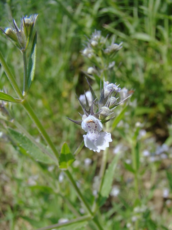 Изображение особи Nepeta parviflora.