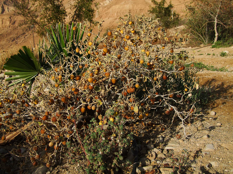 Изображение особи Solanum incanum.