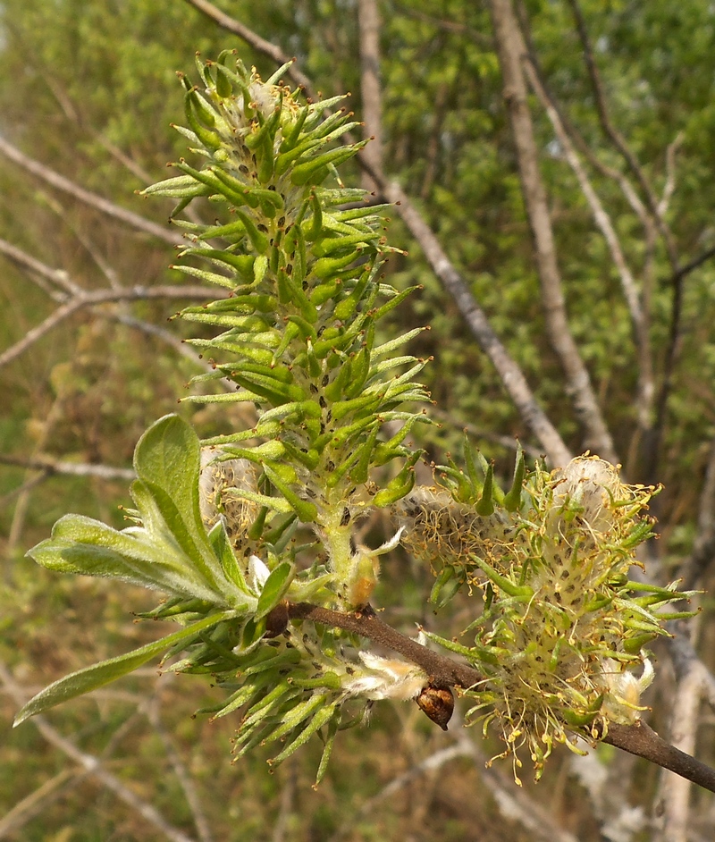 Image of Salix cinerea specimen.
