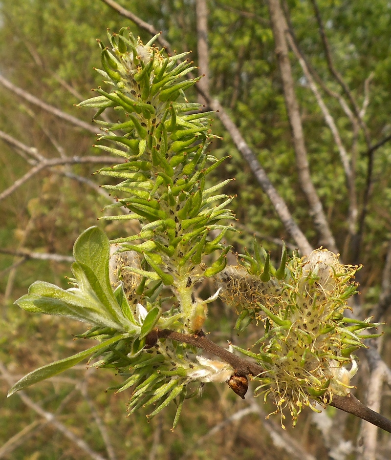 Изображение особи Salix cinerea.