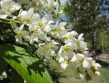 Padus avium. Соцветия с колонией тли. Иркутск, роща \"Звёздочка\". 30.05.2013.