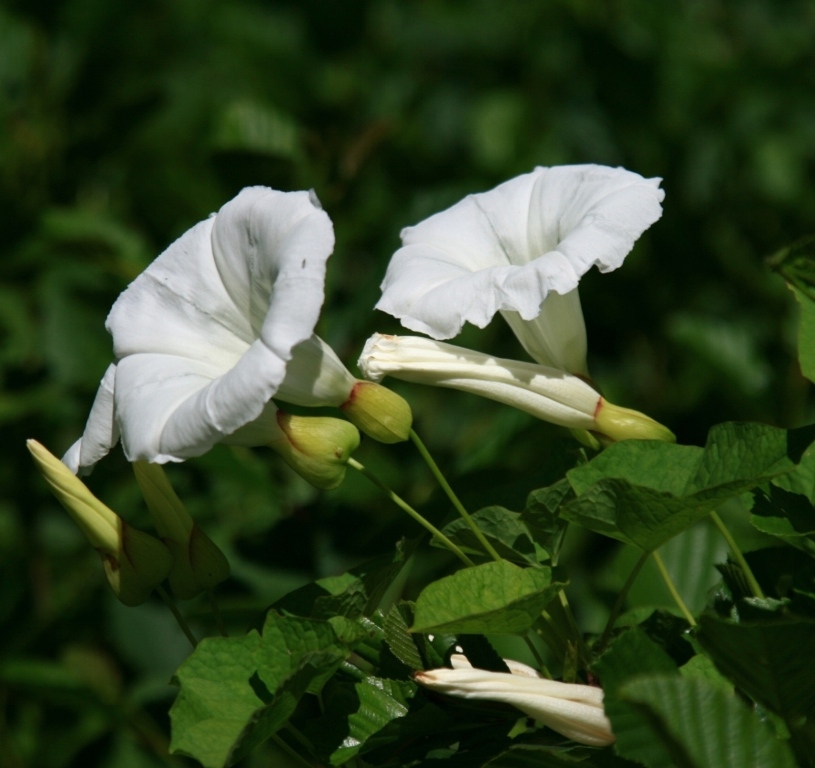 Image of Calystegia sepium specimen.