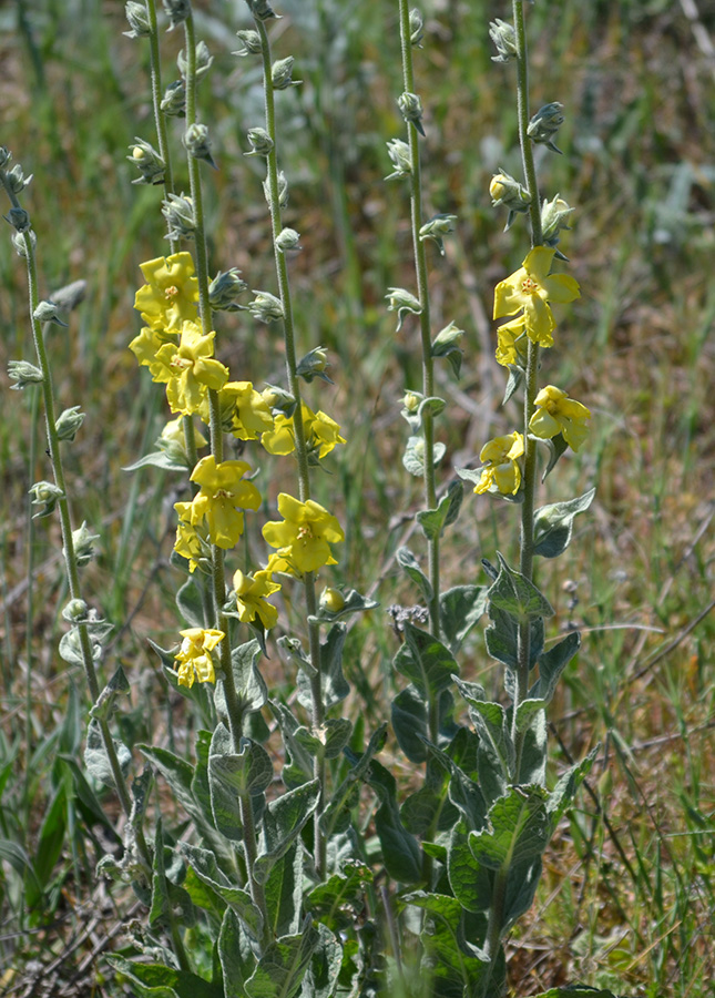 Изображение особи Verbascum undulatum.