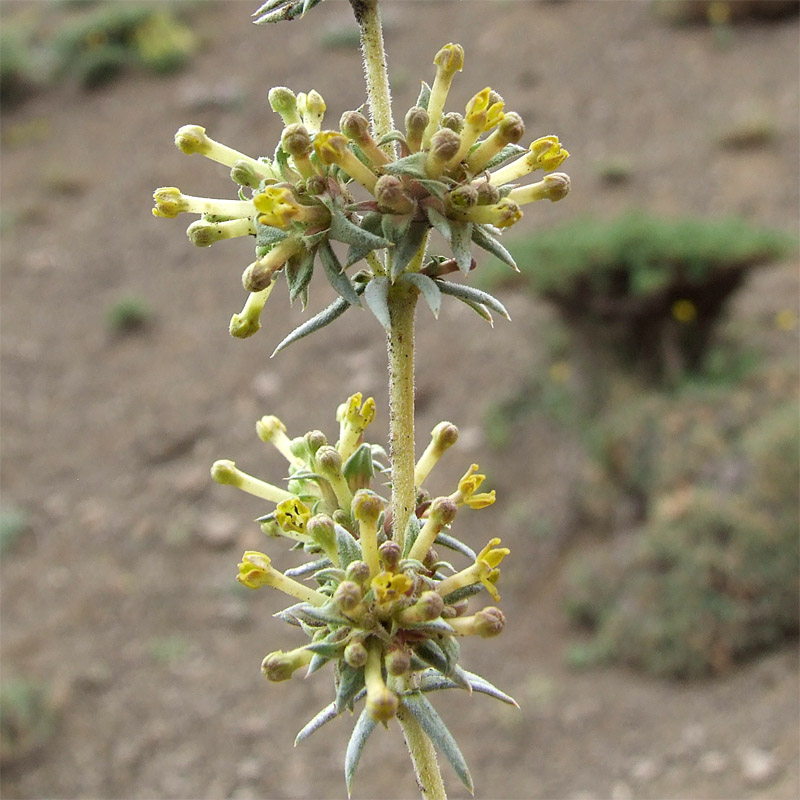 Image of Asperula glomerata specimen.