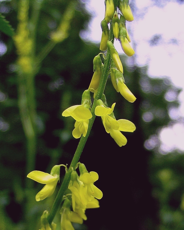 Изображение особи Melilotus officinalis.