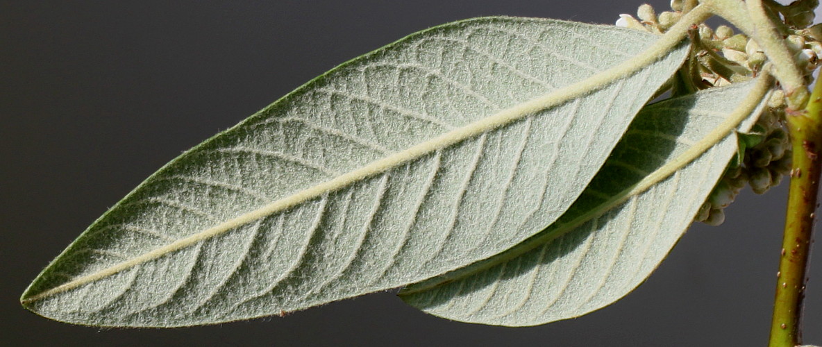 Изображение особи Cotoneaster salicifolius var. henryanus.