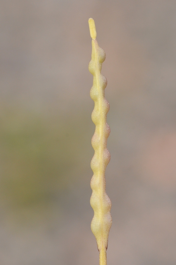 Image of Erucastrum armoracioides specimen.