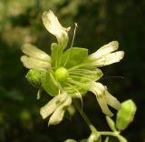 Cucubalus baccifer. Цветок. Украина, г. Запорожье, посадка возле оз. Кушугум. 06.07.2013.