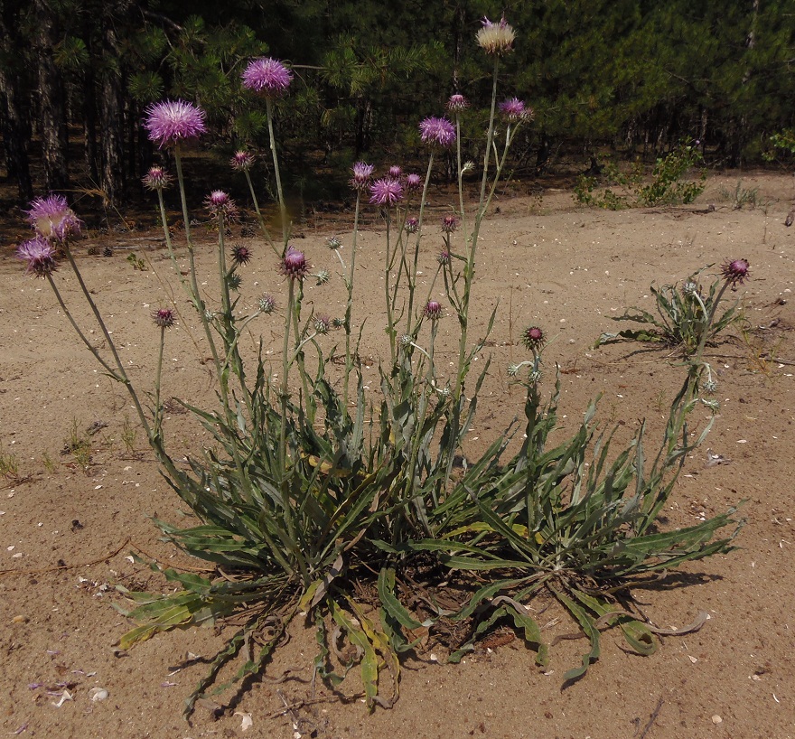 Image of Jurinea pseudocyanoides specimen.