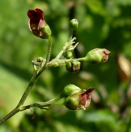 Image of Scrophularia nodosa specimen.