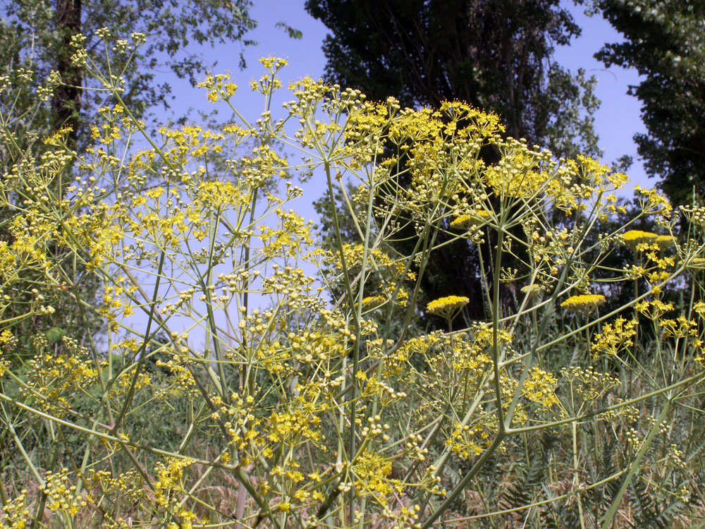 Image of Ferula tschuiliensis specimen.