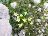 Gentiana oschtenica