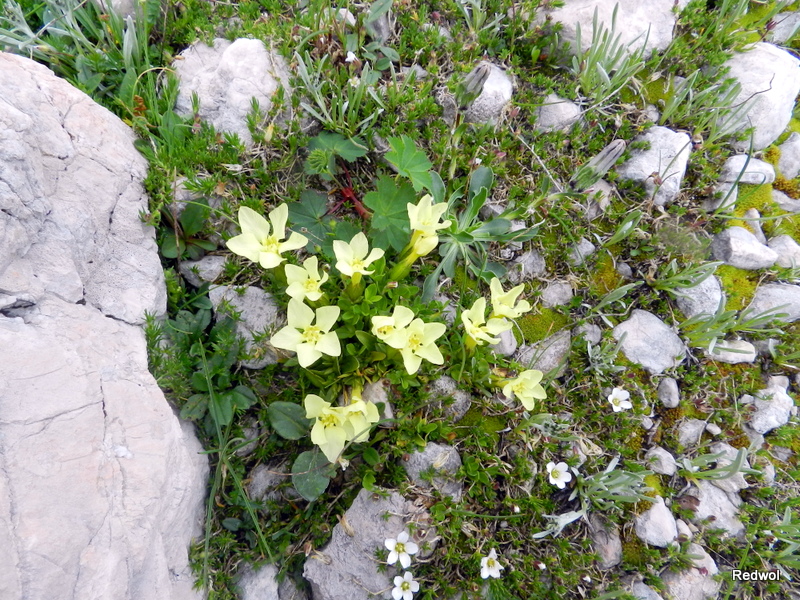 Изображение особи Gentiana oschtenica.