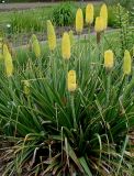 Kniphofia uvaria
