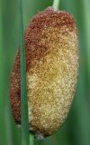 Typha