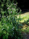 Cirsium setosum