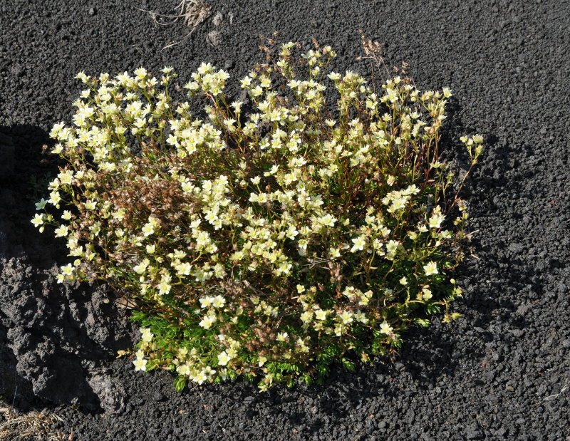 Image of Saxifraga cherlerioides specimen.