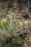 Oxytropis subcapitata