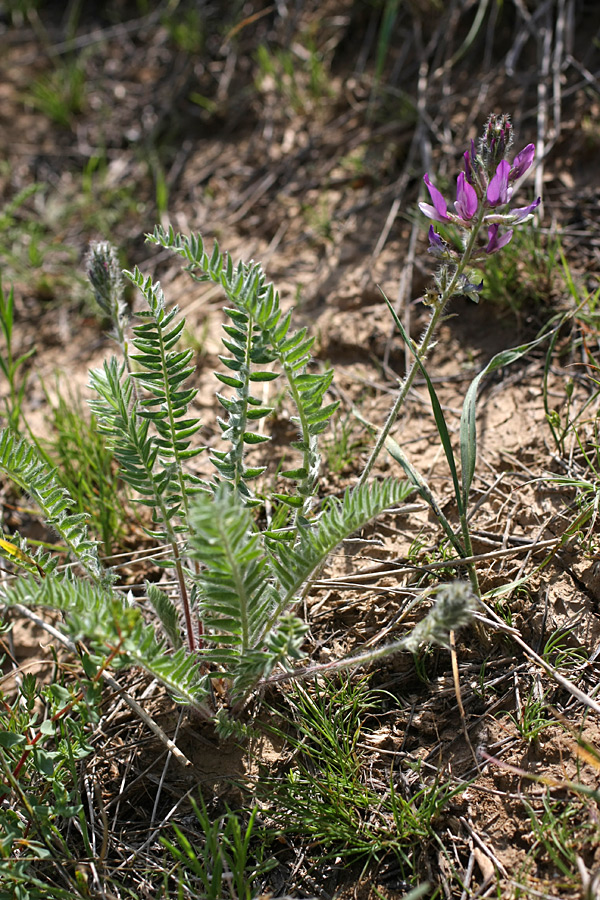 Изображение особи Oxytropis subcapitata.