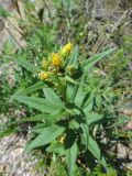 Senecio nemorensis