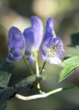 Aconitum stoloniferum