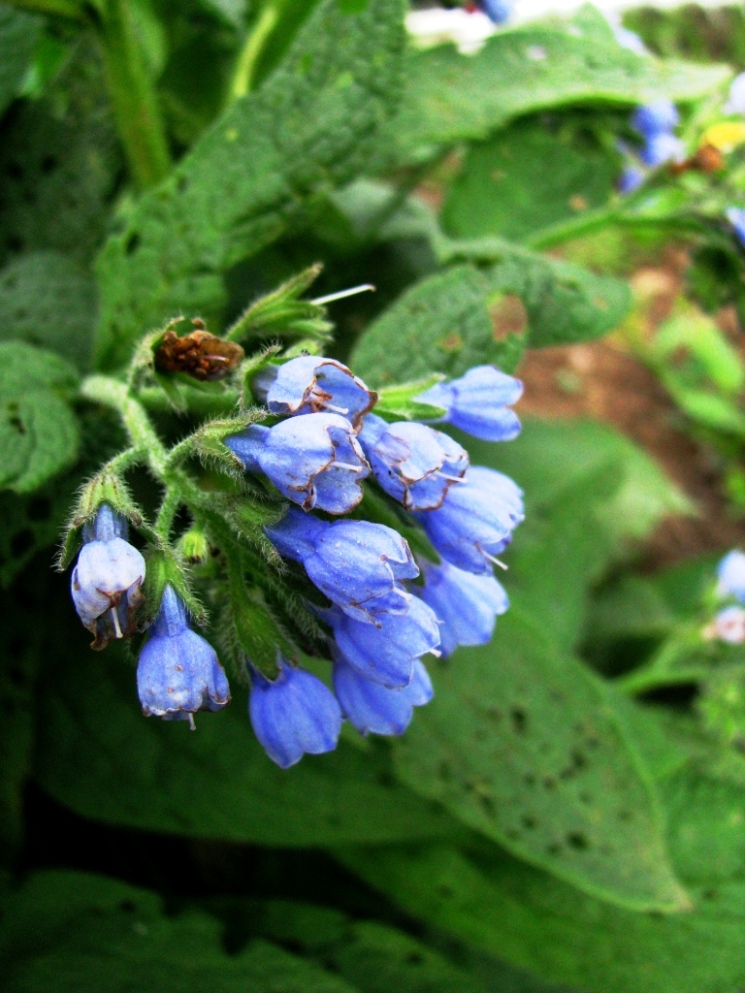 Изображение особи Symphytum caucasicum.