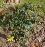 Datura stramonium var. tatula