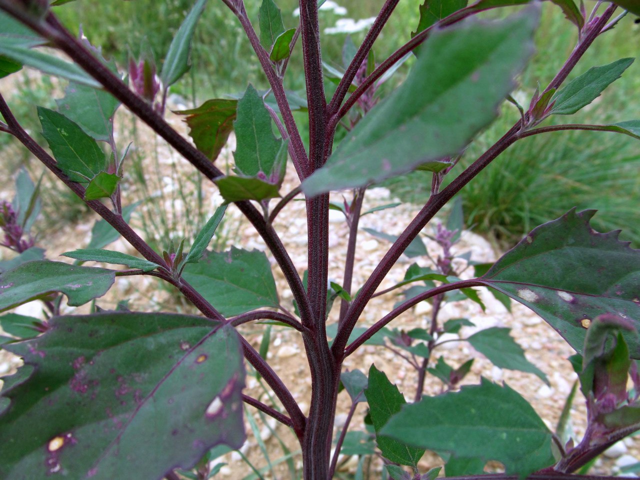 Image of genus Chenopodium specimen.