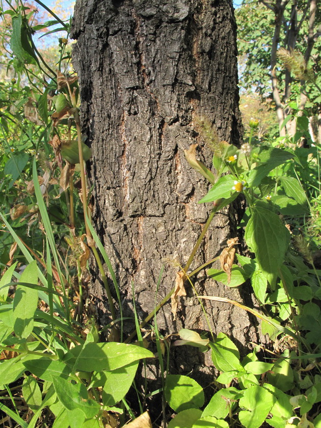 Изображение особи Quercus dentata.