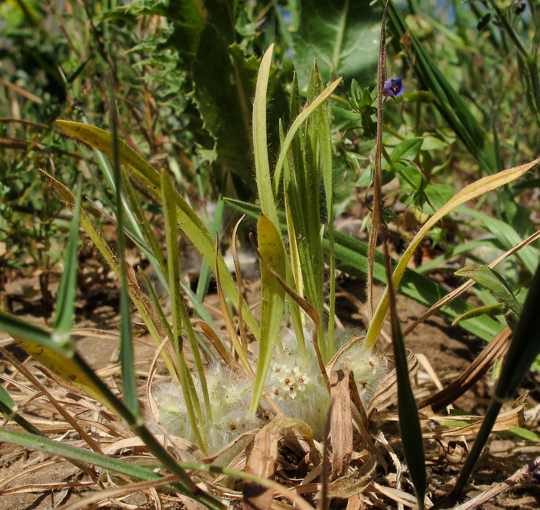 Image of Plantago cretica specimen.
