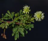 Vachellia tortilis подвид raddiana. Верхушка веточки с соцветиями. Израиль, центральная Арава, предгорье. 28.10.2013.