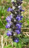 Ajuga reptans. Верхушка растения с соцветиями. Беларусь, Гродненская обл., окр. г. Новогрудок. 11.05.2013.