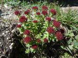 Rhodiola integrifolia