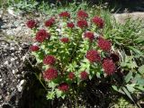 Rhodiola integrifolia. Цветущее растение. Чукотский автономный округ, Чукотский р-н, окр. села Лорино. 9 июля 2013 г.