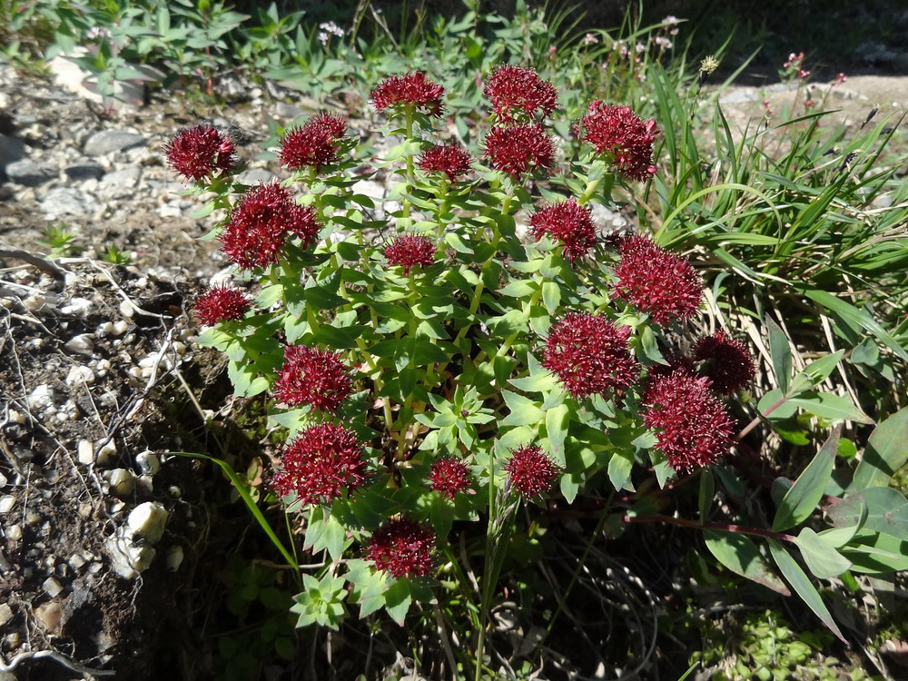 Изображение особи Rhodiola integrifolia.
