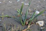 Pancratium maritimum