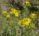 Senecio erucifolius