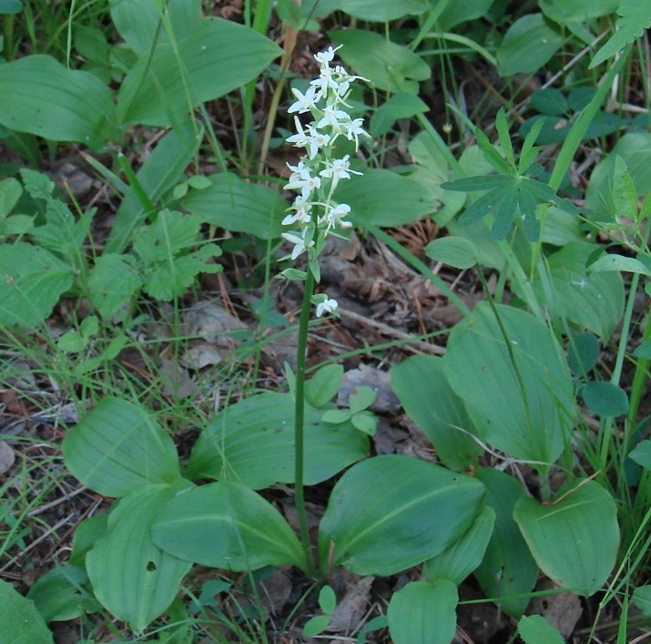 Изображение особи Platanthera bifolia.