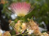 Albizia julibrissin